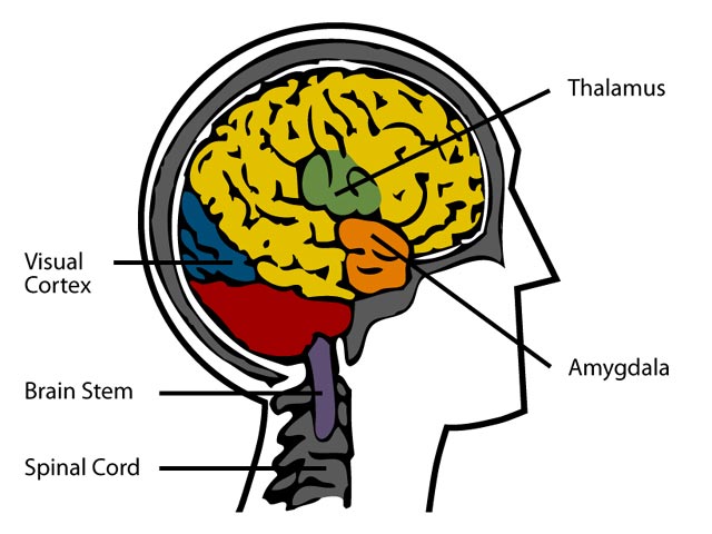 Description of the brain and location of the amygdala